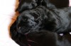 n_wurf_woche2_hp (4)